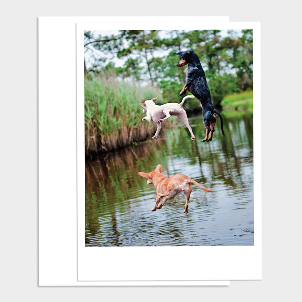 3 Jumping Dogs Happy Birthday Greeting Card