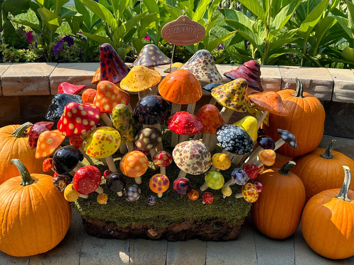 Small Fall  Shroomyz