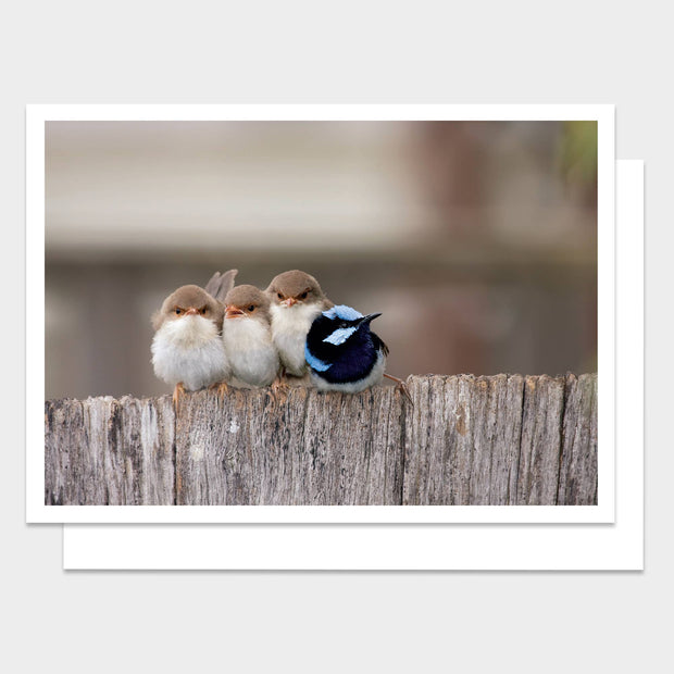 Four Birds Happy Birthday Greeting Card