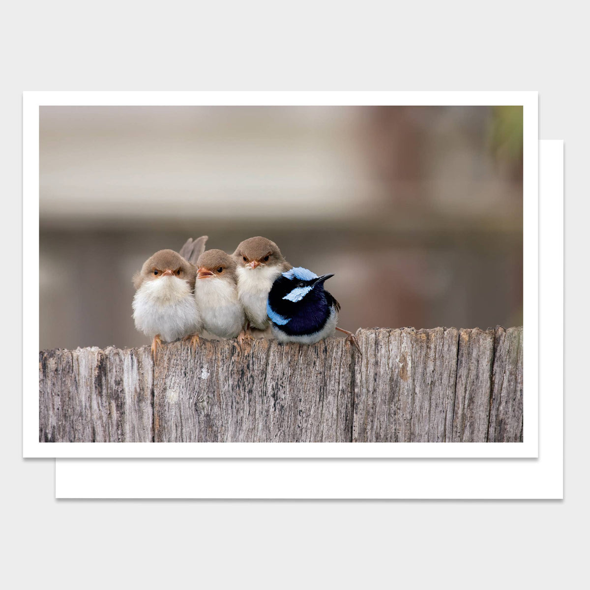 Four Birds Happy Birthday Greeting Card